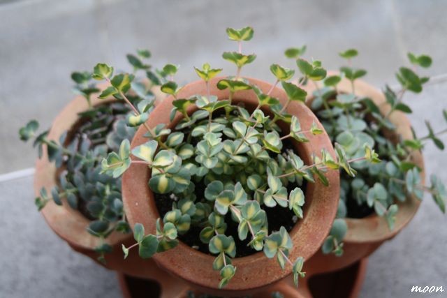 sedum